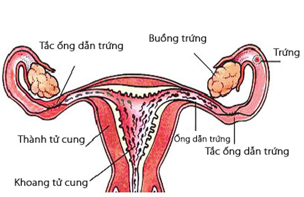 cấu tạo tử cung phụ nữ
